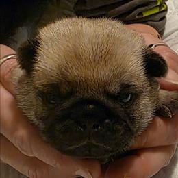 Vixen-Pink Collar - Fawn female Pug puppy in New Braunfels, Texas from Kex Pug Haus