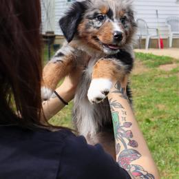 Mimas - Blue merle female Australian Shepherd puppy in Noblesville, Indiana from Saturn’s Rising Collies & Aussies