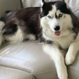 Chanel - Siberian Husky