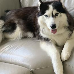 Chanel - Siberian Husky