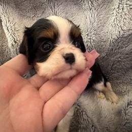 Brandi - Tri-color female Cavalier King Charles Spaniel puppy in Mt Jackson, Virginia from Carters Cavaliers