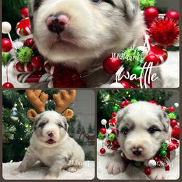 (2) Wattle - Blue merle male Miniature Australian Shepherd puppy in Huntington, Texas from JKKJ Farms