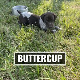 German Shorthaired Pointer Puppies from LyonHeart Kennels