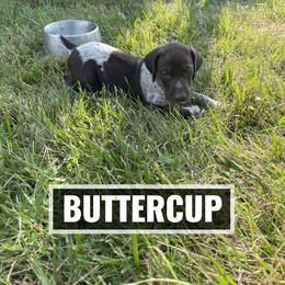 German Shorthaired Pointer Puppies from LyonHeart Kennels