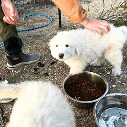 Great Pyrenees Puppies from Outlaw Acres Kennels