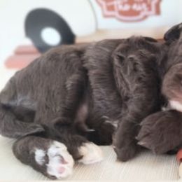 Bernedoodles and Goldendoodles from LaDonna's Doodles