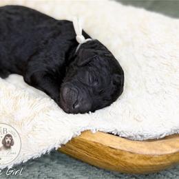 White Girl - Black female Goldendoodle puppy in Carthage, Tennessee from Willows Doodles