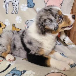 Miniature Australian Shepherd and Toy Australian Shepherd Puppies from Beasley Acres Aussies