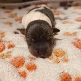 Fossil - Blue and white male Teddy Roosevelt Terrier puppy in Wasilla, Alaska from Story Kennel
