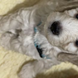 Goldendoodle Puppies from Salty River Doodles