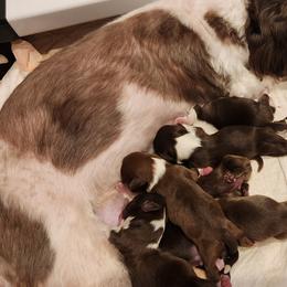 Shih Tzu Puppies from SweetTee's Shih Tzus LLC
