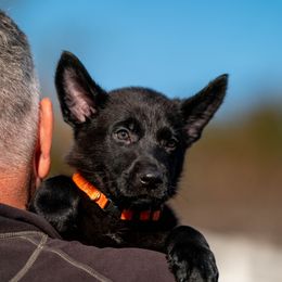 German Shepherd Puppies from Dogtown K9 Training home of "vom Haus Courtland" Kennel