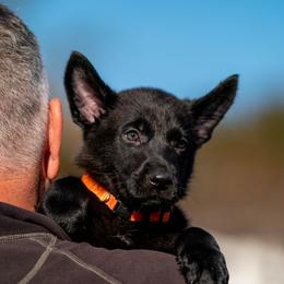 German Shepherd Puppies from Dogtown K9 Training home of "vom Haus Courtland" Kennel