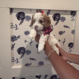 Mabel - Red female Cavapoo puppy in Riverview, Florida from Doodley Doo Doodles