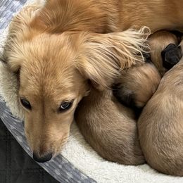 Dachshunds from Crème of the crop Dachsunds