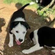 Elektra - female Sporty Mix puppy in Huntingtown, Maryland from Riverside Collies-n-Critters