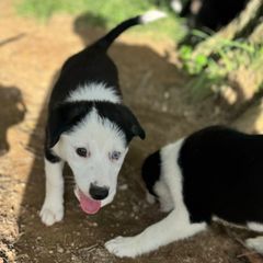 Elektra - female Sporty Mix puppy in Huntingtown, Maryland from Riverside Collies-n-Critters