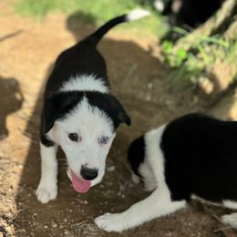 Elektra - female Sporty Mix puppy in Huntingtown, Maryland from Riverside Collies-n-Critters