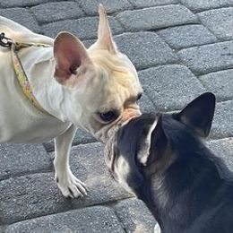 French Bulldogs from Frenchie Family LLC