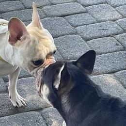 French Bulldogs from Frenchie Family LLC