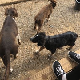 Australian Shepherd Puppies from Azzo Aussies