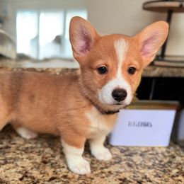 Ace - Red merle and white male American Corgi puppy in Kennewick, Washington from Corgis of Tricities