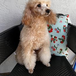 Regina Purita - Poodle
