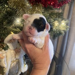 Jangle - Parti male Goldendoodle puppy in Home, Pennsylvania from Plum Creek Acres Next Generation