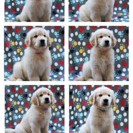 Golden Retriever Puppies from Goldens for You