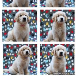 Golden Retriever Puppies from Goldens for You