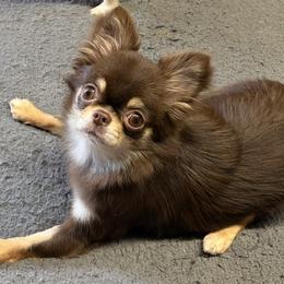 Lucy - Chihuahua