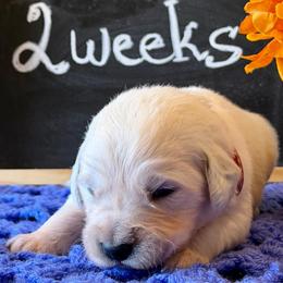 Alaska - Light golden male Golden Retriever puppy in Doniphan, Missouri from Stockford’s Golden Retrievers