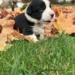Banshee - Black and white female Cardigan Welsh Corgi puppy in Clio, Michigan from Old Oak Cardigans
