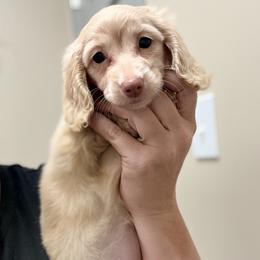 Zendaya - Cream female Dachshund puppy in Marion, Ohio from Doodles & Doxies