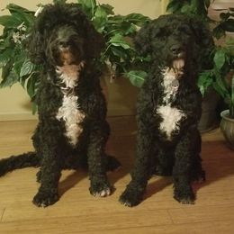 Portuguese Water Dog Puppies from Bela Vida PWDs