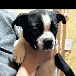 Boy 1 - Black and white male Boston Terrier puppy in Covington, Georgia from Tuxedo Bostons and French Bulldogs
