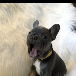 Girl 2 - Tricolors French Bulldog puppy in Tennessee from West Tennesse Frenchies