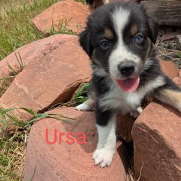 It's - Black tri-color female Australian Shepherd puppy in Parker, Colorado from Legacy Ranch Australian Shepherds