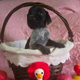 Remi Girl  2 - Black roan female German Shorthaired Pointer puppy in Banning, California from ⭐🦆 So Cal on Point GSP'S🇺🇲🇩🇪 lg