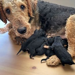 3Female - Black and tan female Airedale Terrier puppy in Holton, Michigan from Yoder’s Airedale Terriers