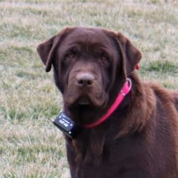 Montana - Labrador Retriever