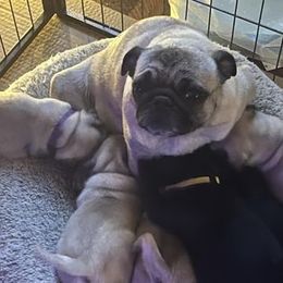Pug Puppies from Crazy Pugs Haven