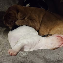 Cavalier King Charles Spaniel Puppies from Critter's Cottage Cavaliers