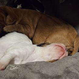 Cavalier King Charles Spaniel Puppies from Critter's Cottage Cavaliers