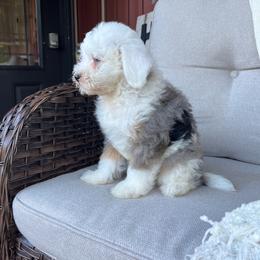 Fiona - Tri-color female Bernedoodle puppy in Holtwood, Pennsylvania from Country Ridge Puppies