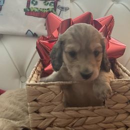 Prancer - Cream Dachshund puppy in Midland, Michigan from Holiday Dachshunds