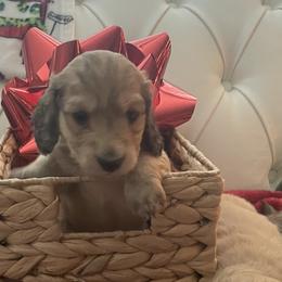 Prancer - Cream Dachshund puppy in Midland, Michigan from Holiday Dachshunds
