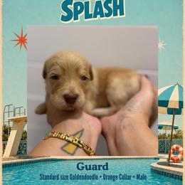 Guard - Dallas TX - 4,000 - Apricot male Goldendoodle puppy in Garland, Texas from Twilight Doodles