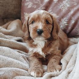 Biscotti - Apricot male Goldendoodle puppy in Atlanta, Georgia from Cedarcrest Goldendoodles