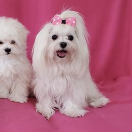 Daisy - Maltese